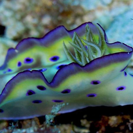 Tabari Dive Lodge Pulau Mansuar Экстерьер фото