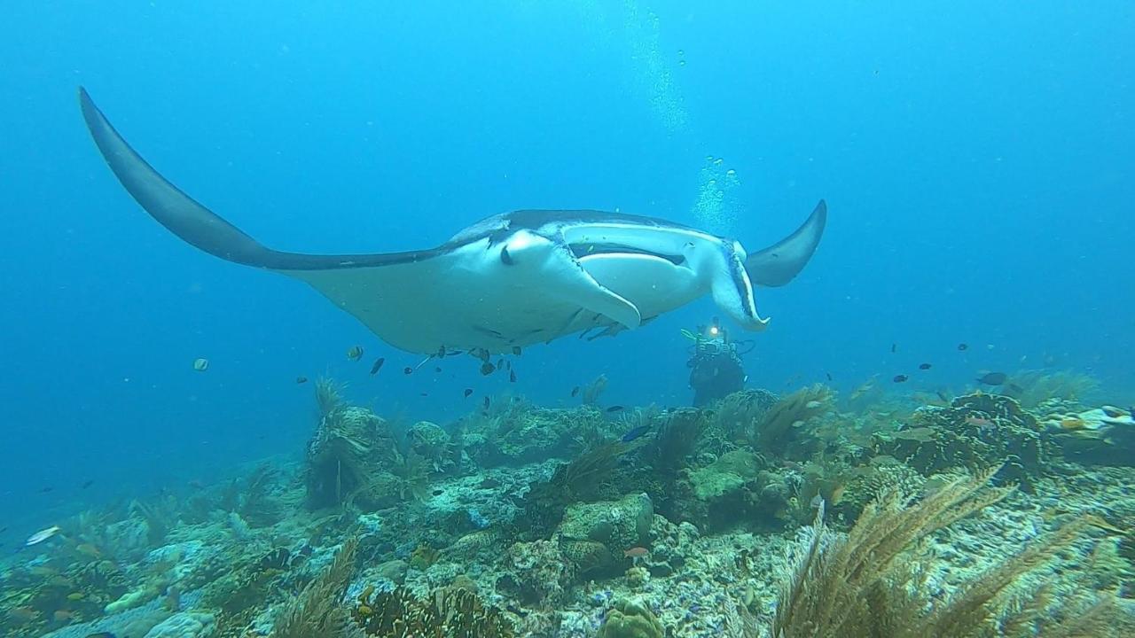 Tabari Dive Lodge Pulau Mansuar Экстерьер фото