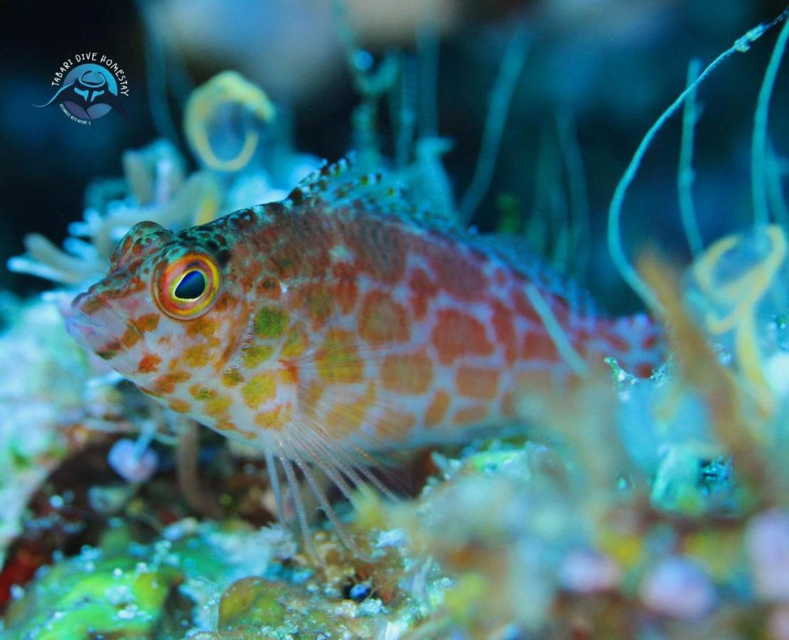 Tabari Dive Lodge Pulau Mansuar Экстерьер фото