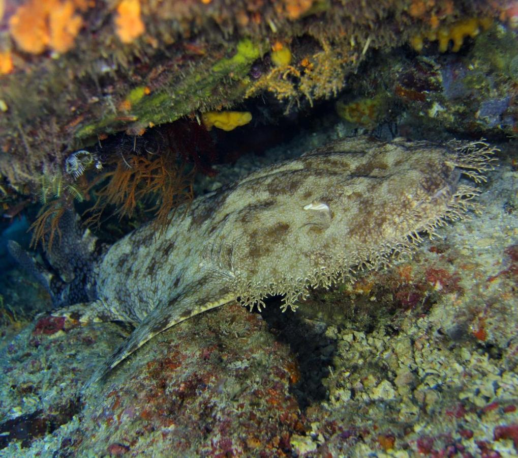 Tabari Dive Lodge Pulau Mansuar Экстерьер фото