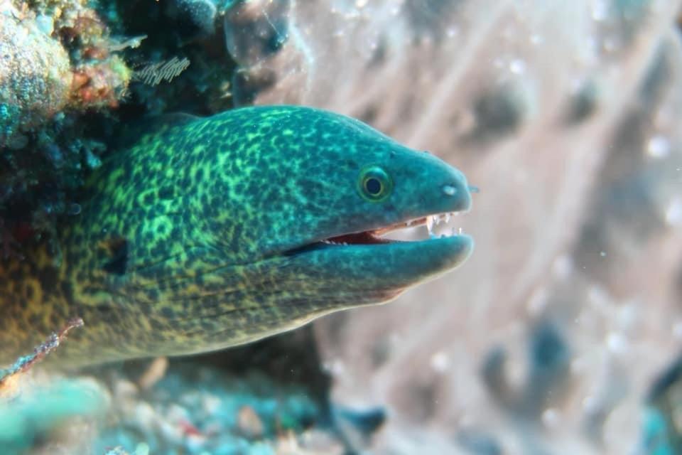 Tabari Dive Lodge Pulau Mansuar Экстерьер фото