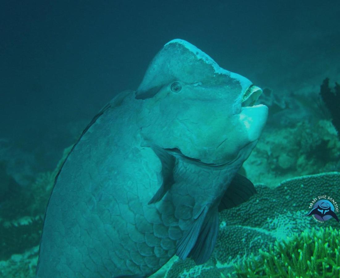 Tabari Dive Lodge Pulau Mansuar Экстерьер фото
