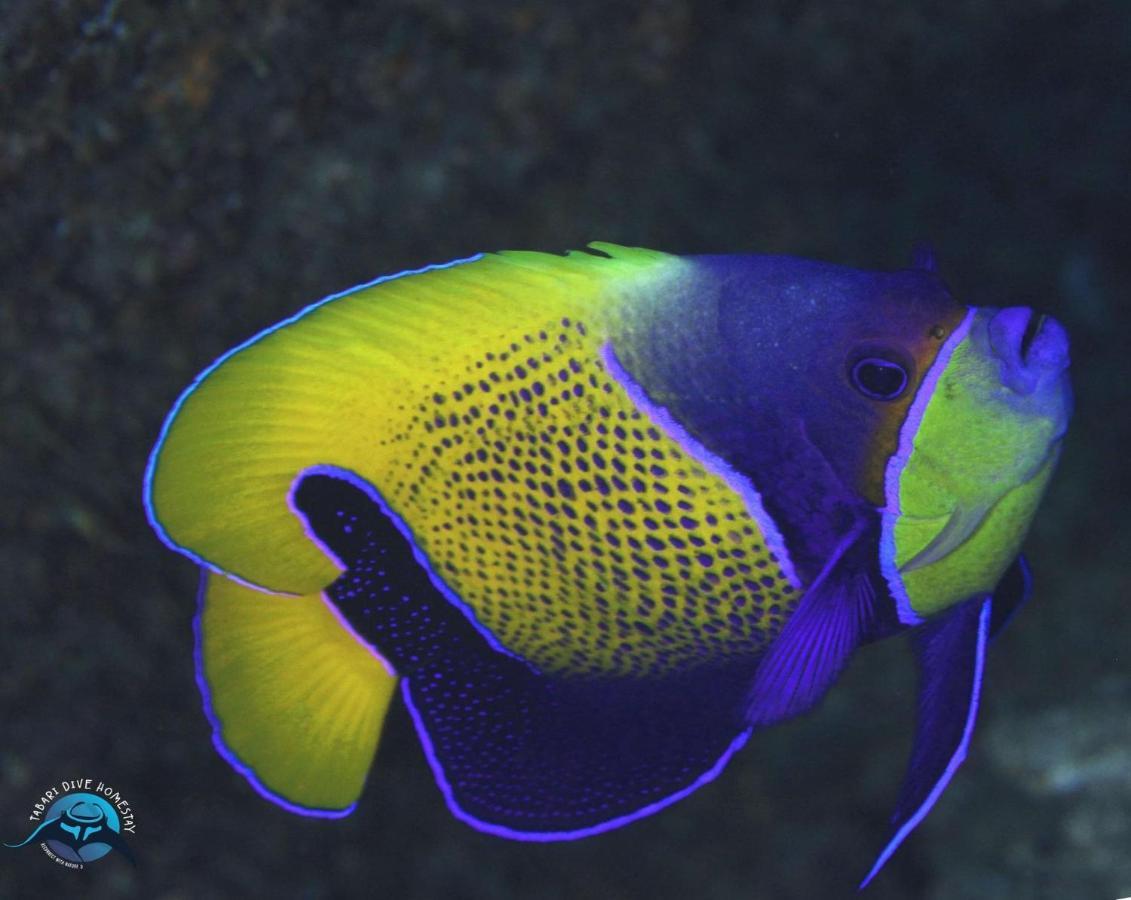 Tabari Dive Lodge Pulau Mansuar Экстерьер фото