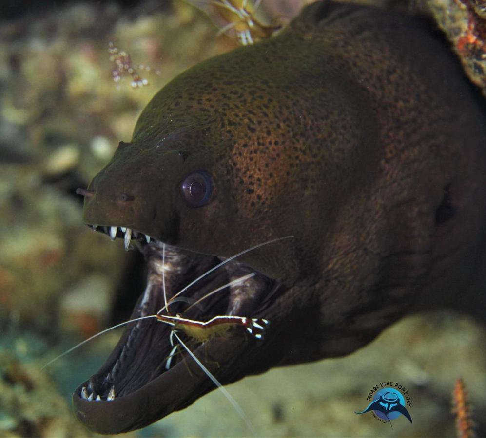 Tabari Dive Lodge Pulau Mansuar Экстерьер фото