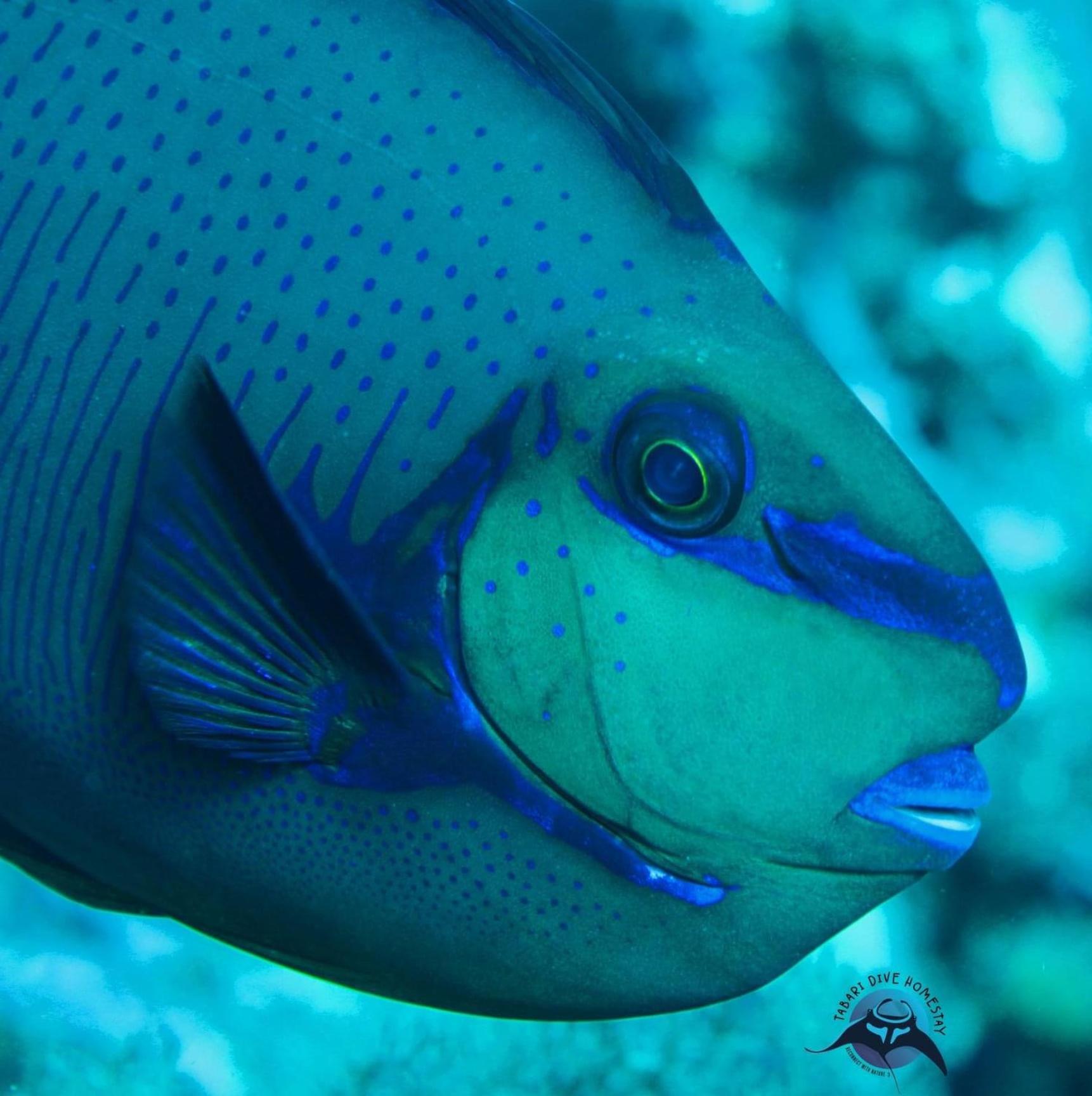 Tabari Dive Lodge Pulau Mansuar Экстерьер фото
