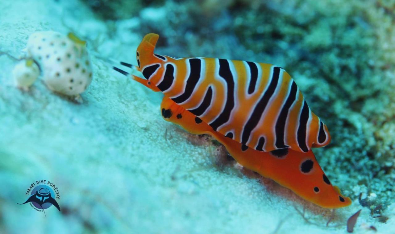Tabari Dive Lodge Pulau Mansuar Экстерьер фото