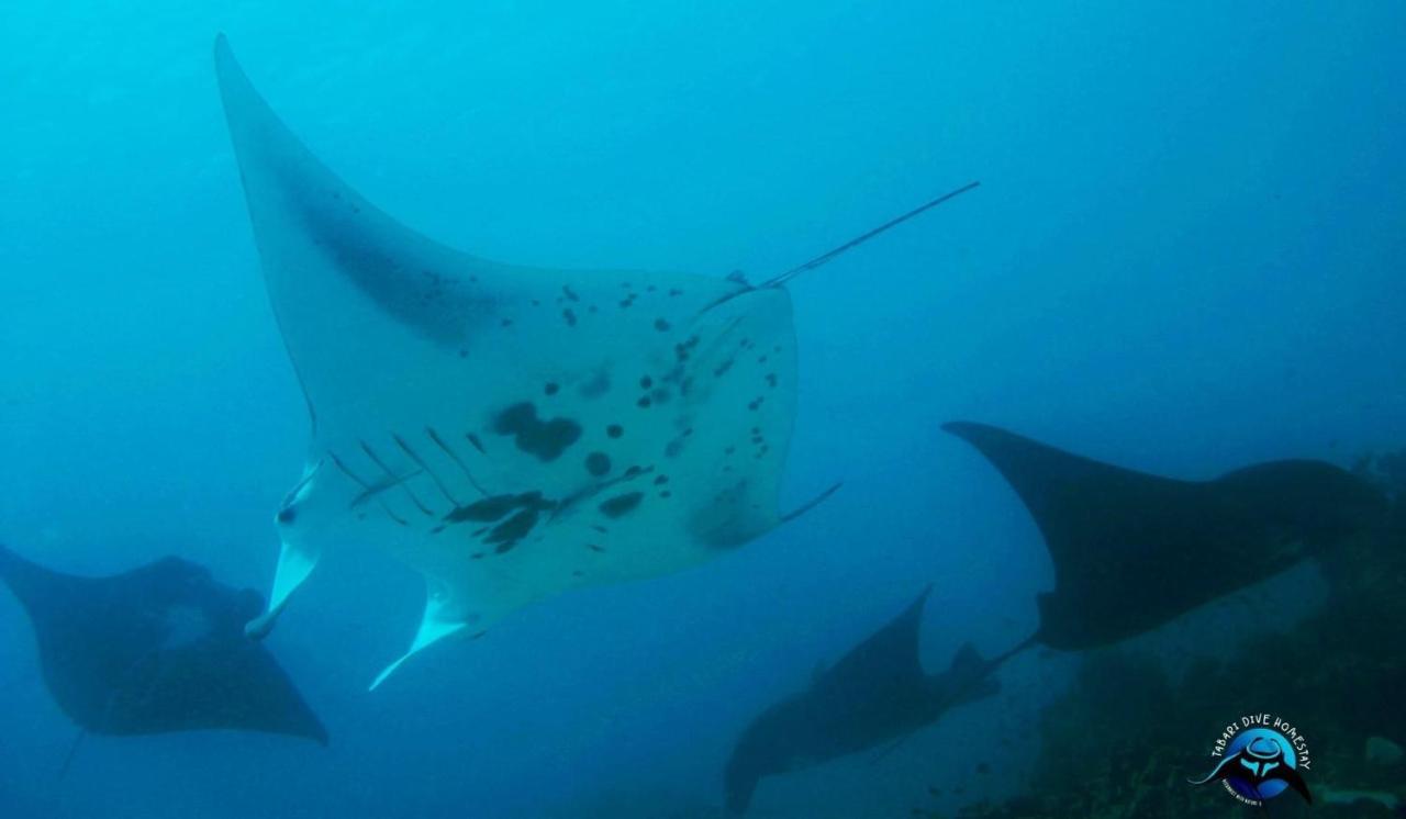 Tabari Dive Lodge Pulau Mansuar Экстерьер фото